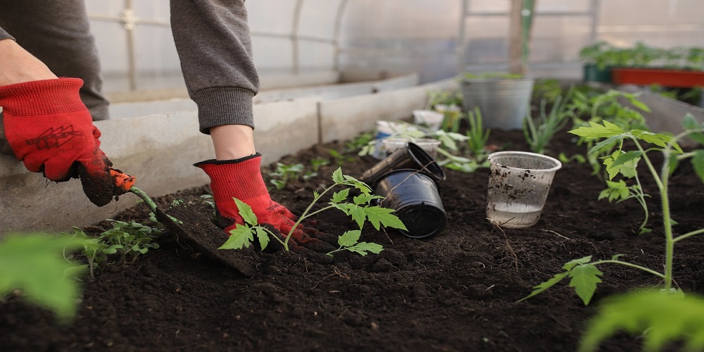 Hydroponic equipment to grow vegetables in your garden
