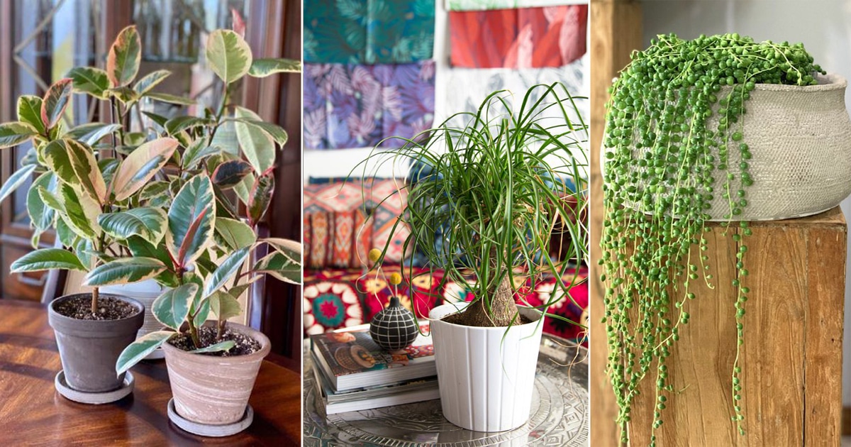 Easy House Plants That Do Not Require a Lot of Water