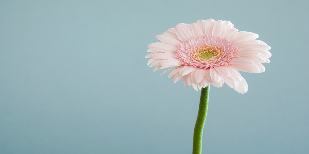 Flower Arrangements